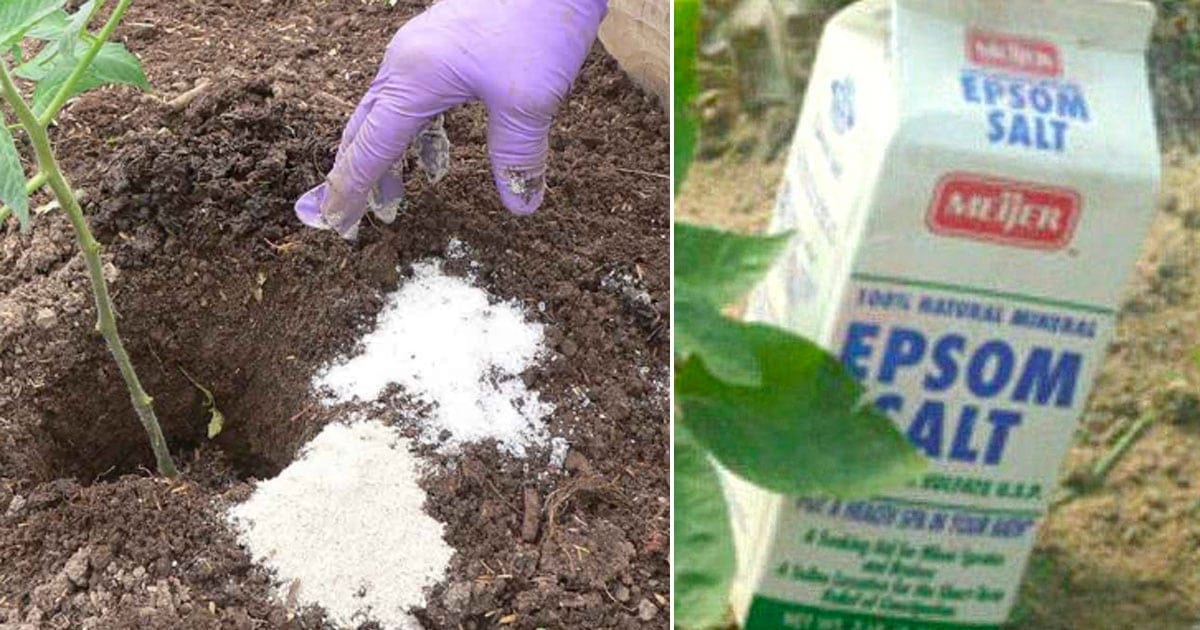 33+ Bittersalz Als Dünger, Tatsächlich kann es aber auch im garten