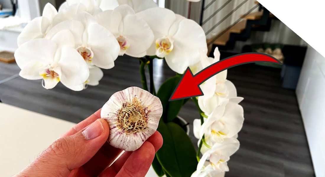 55+ Orchideen Wann Düngen, Dies hilft, den boden oder das substrat
