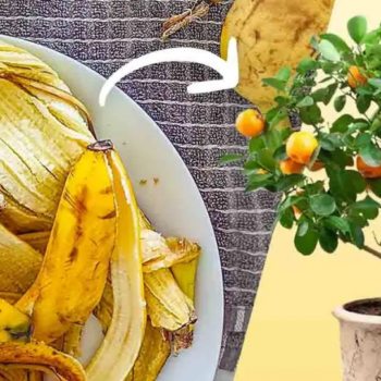 Werfen Sie die Bananenschale nicht weg: Hier sind 8 clevere Anwendungen im Garten