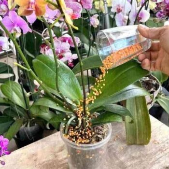 So bringen Sie Ihre Orchidee länger zum Blühen