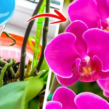 <strong>🔥 Mach das mit deiner Orchidee! Die Orchidee wird blühen wie verrückt</strong>