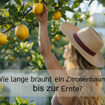 <strong>Wie lange dauert es, bis ein Zitronenbaum wächst? Alles, was Sie wissen müssen! 🍋🌿</strong>