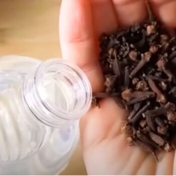 Essig & Nelken gegen Mücken? Warum dieser Sprüh-Trick an deinen Fenstern wirklich funktioniert!