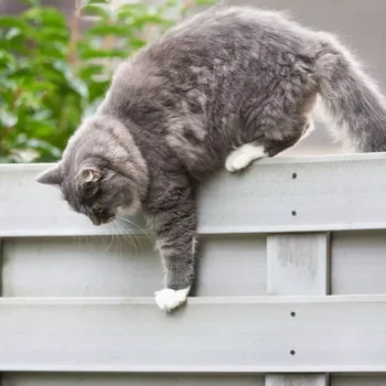 <strong>Fremde Katze im Garten? 5 sanfte Lösungen, um sie fernzuhalten</strong>