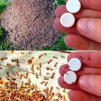 Ameisenfalle: Wie man sich dauerhaft ohne Pestizide von Ameisen befreit 🐜