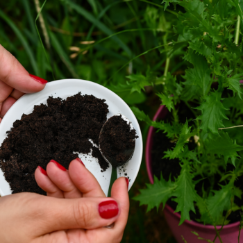 Kaffeesatz als Dünger: Diese Pflanzen profitieren – und 7 Arten, die ihn nicht vertragen ☕🌱