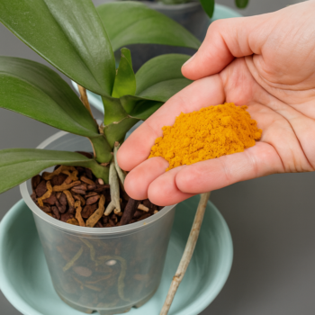 🌱 Orchideen natürlich stärken mit Kurkuma: Das Hausmittel für gesunde und blühende Pflanzen 🌸✨