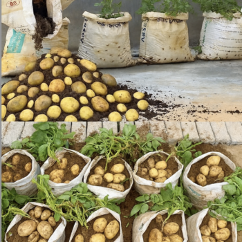 <strong>Nie wieder Kartoffeln kaufen!</strong> 🌿 Mit diesem Trick bauen Sie sie einfach und nachhaltig selbst an.