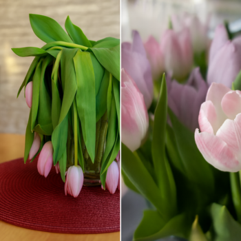 🌷 Schlappe Tulpen? 💐 Mit <strong>diesem einfachen Cent-Trick</strong> aus dem Geldbeutel stehen sie <strong>sofort wieder auf!</strong> 💡✨
