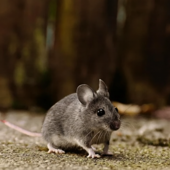 🐭 <strong>So werden Sie Mäuse los</strong>