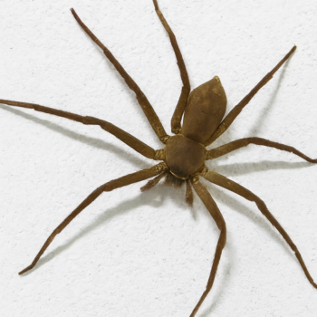 Natürliche Mittel gegen Spinnen – So werden Spinnen auf natürliche Weise vertrieben 🧼🌿
