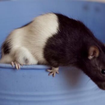 🐀 Mäuse & Ratten vertreiben: 3 natürliche Omas-Hausmittel gegen Nager im Haus 🏡🌿