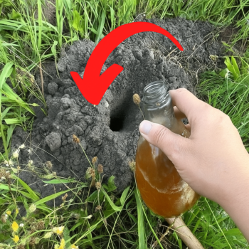 🌿 <strong>Garten ohne Maulwürfe: Diese einfache Methode vertreibt sie dauerhaft! 🕳️🐾</strong>