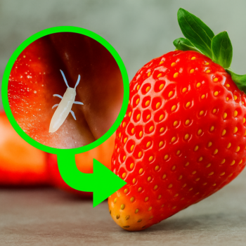 🍓 Erdbeeren richtig waschen: So werden Sie Schädlinge los und halten Ihre Früchte länger frisch! ✨