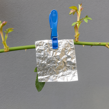 Alufolie im Garten: Der einfache Trick, der Schädlinge zuverlässig fernhält! ✨🌿