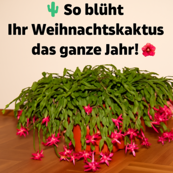 🌵 <strong>So lässt du deinen Weihnachtskaktus das ganze Jahr über blühen! 🎄✨</strong>