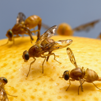 🪰 <strong>Mücken loswerden: 5 bewährte Hausmittel von Oma! 🌿✨</strong>