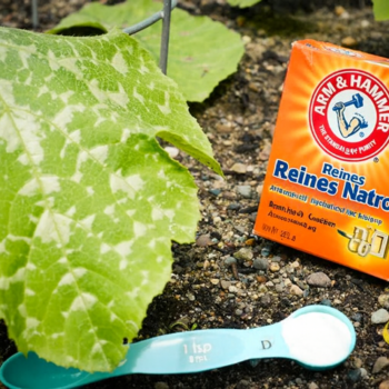 🌿 Echter Mehltau bekämpfen – Die einfache und natürliche Methode! ✨