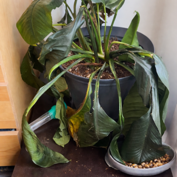 <strong>Wie man eine sterbende Friedenslilie rettet (Schritt-für-Schritt-Anleitung)</strong> 🌿💧