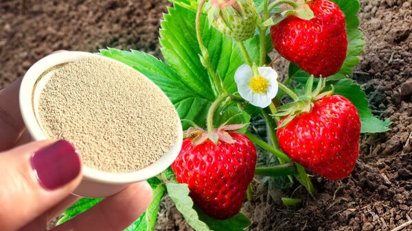 🍓 DER BESTE DÜNGER FÜR ERDBEEREN! So ernten Sie besonders reichlich 🍓✨