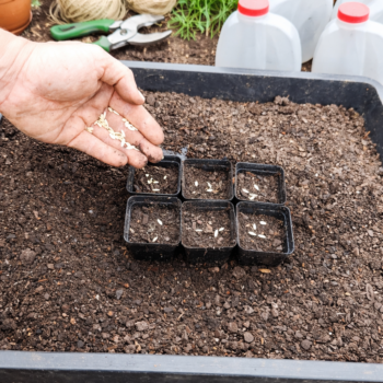 🌷 Diese 9 Blumen kannst du schon im Winter säen – für eine Explosion an Blüten im Frühling